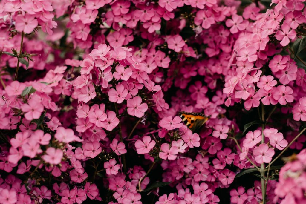 Read more about Beautiful Plants to Screen Your Yard for Privacy