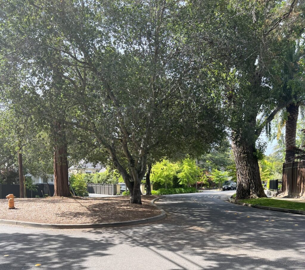 a photo of a tree lined street in San Mateo Park and El Cerrito Park, San Mateo, CA