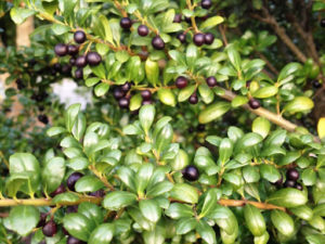 Japanese Holly Plant